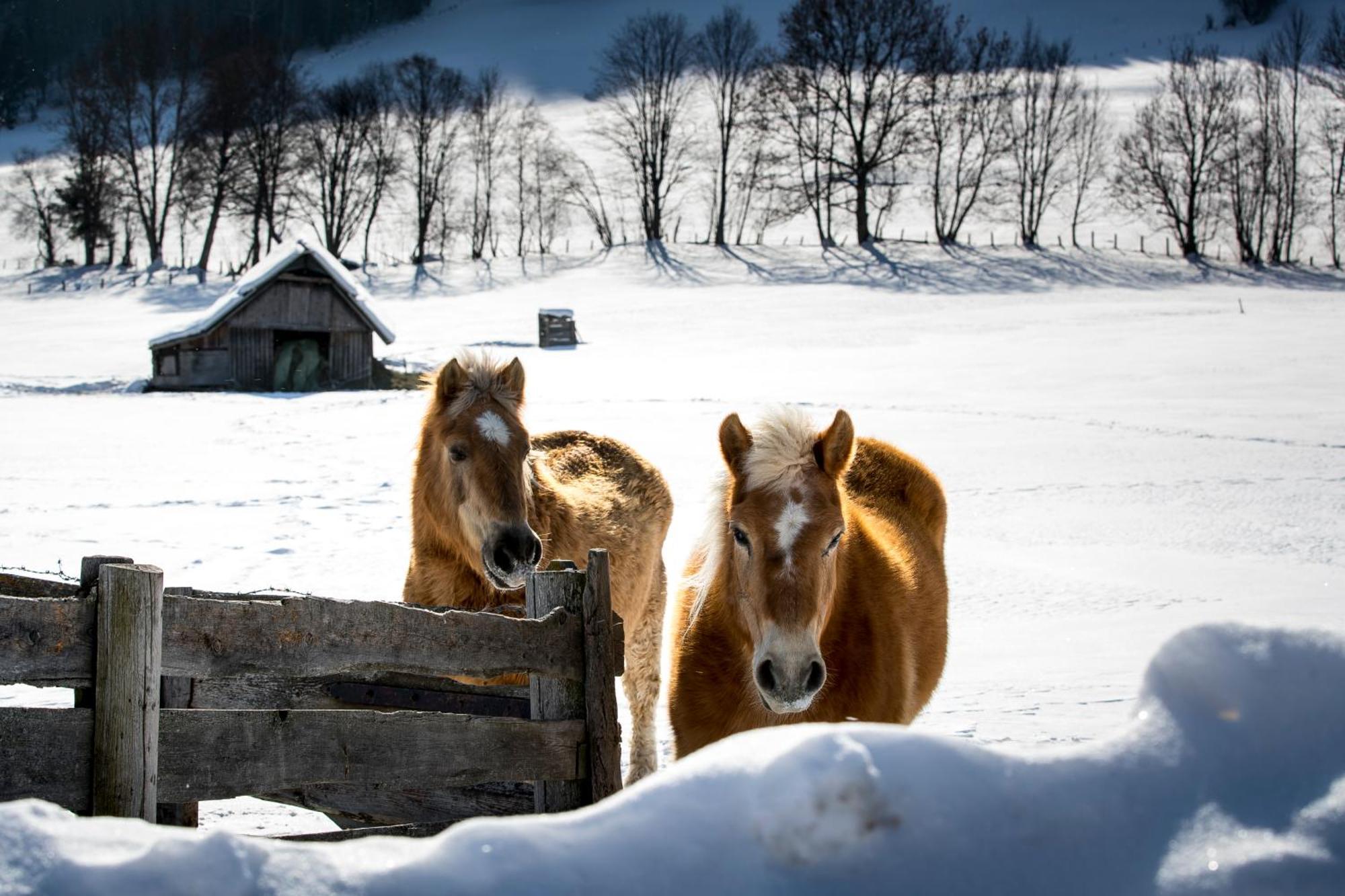 Naturpark Chalets Lambrecht By Alps Resorts Sankt Lambrecht Kültér fotó